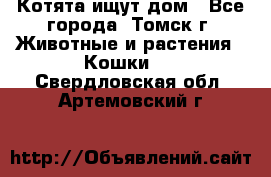 Котята ищут дом - Все города, Томск г. Животные и растения » Кошки   . Свердловская обл.,Артемовский г.